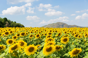 field of sunflowers in the summer