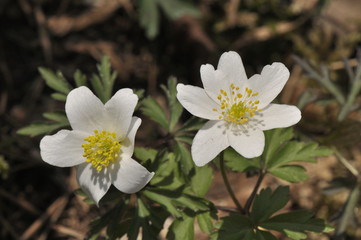 Buschwindröschen strecken sich zur Sonne