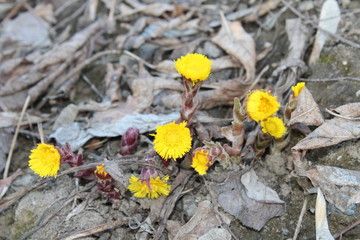 yellow flowers in spring