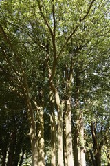 Quercus myrsinifolia (Bamboo leaved oak) / Fagaceae evergreen tall tree