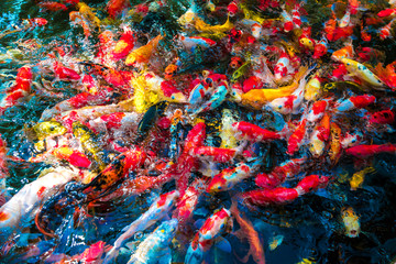 multi-colored koi fish swim in a blue pond.