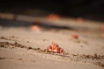 Ghost crab at Espumilla Beach-Galapagos
