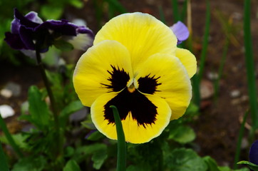 The garden pansy is a type of large-flowered hybrid plant cultivated as a garden flower