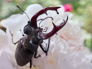 Stag beetle on a white background.
