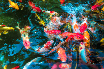 multi-colored koi fish swim in a blue pond.