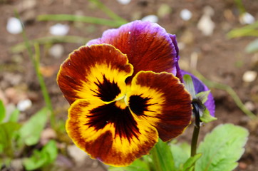 The garden pansy is a type of large-flowered hybrid plant cultivated as a garden flower