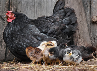 Black hen with newborn chicks.