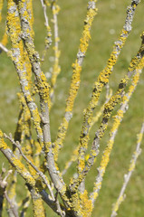 Flechten auf Zweigen