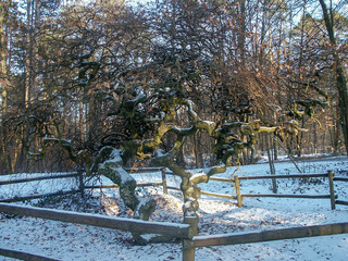 Forêt de Verzy sous la neige