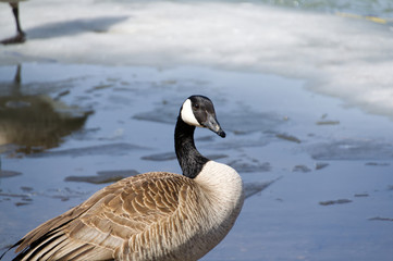 Canada Goose on the Water