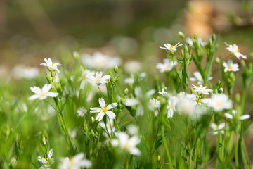 Stitchworts in the forest