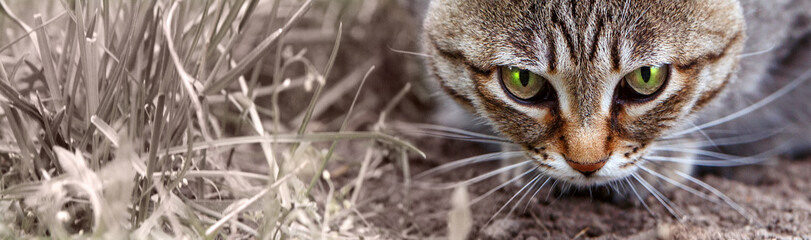 In the grass lurks a beautiful striped brown wild cat preparing to jump. Cat face close-up. A long banner with space for text