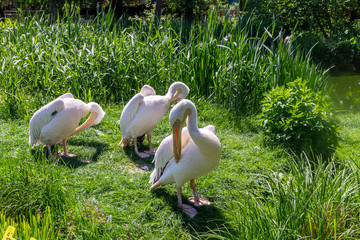 Eastern White Pelicans, Pelecanus onocrotalus. Also known as rosy, great white or white pelican.