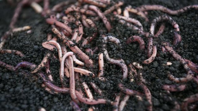 Earthworms for fishing, move and crawl in the ground.