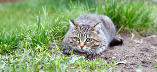 Naklejka na ściany i meble A beautiful brown tabby wild cat is resting in the grass. The concept of the maintenance of Pets.