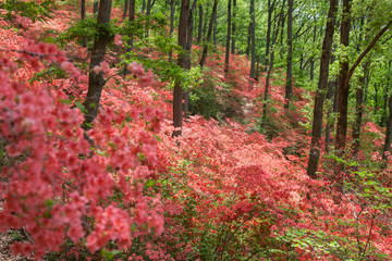 ヤマツツジの森