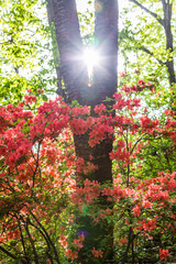 ヤマツツジと太陽