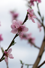 Branches of a blossoming peach against a cloudy sky.