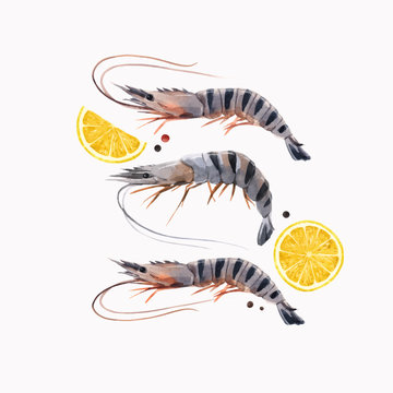 Beautiful vector stock illustration with watercolor hand drawn shrimps and lemon.