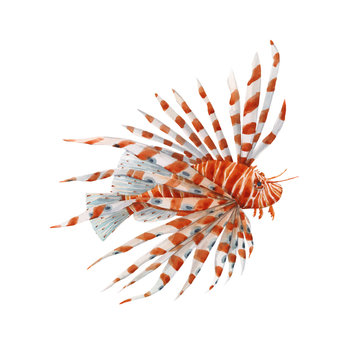 Beautiful vector stock illustration with watercolor hand drawn lion fish.