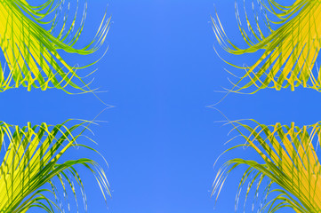 Fototapeta na wymiar palm tree branches