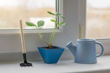 Escape of garden strawberries in a pot, watering can and rake on the windowsill in a private house.