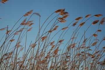 tall reeds on the pond