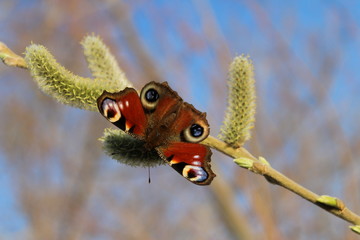 butterfly on a willow branch
