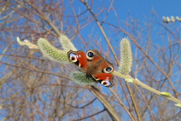 butterfly on a willow branch