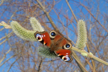 butterfly on a willow branch