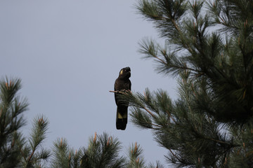 yellow tailed black cockatoo