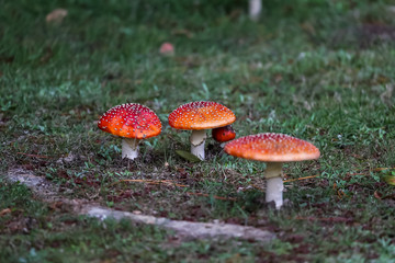 Toadstools