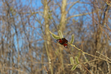 butterfly on a willow branch