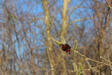 butterfly on a willow branch
