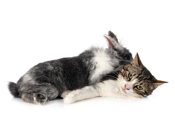 dwarf rabbit and cat