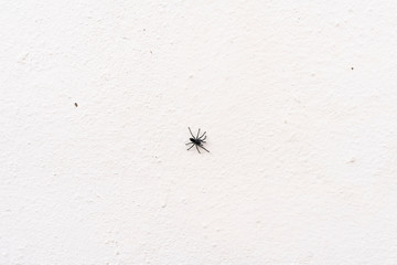 Tarantulas are the largest spiders in the lycoside family (Lycosidae), especially members of the...