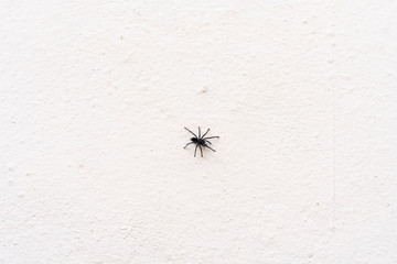 Tarantulas are the largest spiders in the lycoside family (Lycosidae), especially members of the Lycosa genus such as Lycosa tarantula
