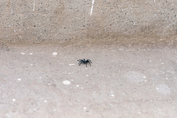 Tarantulas are the largest spiders in the lycoside family (Lycosidae), especially members of the Lycosa genus such as Lycosa tarantula