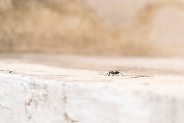 Tarantulas are the largest spiders in the lycoside family (Lycosidae), especially members of the Lycosa genus such as Lycosa tarantula