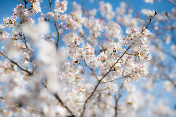 sky with cherry blossom trees