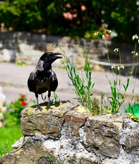 Zdjęcie kruka zrobione przy pomniku wojowników w Trieście