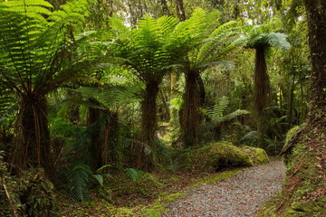 Naklejka premium Fern trees on Monro Beach Walk in Mount Aspiring National Park,West Coast on South Island of New Zealand 