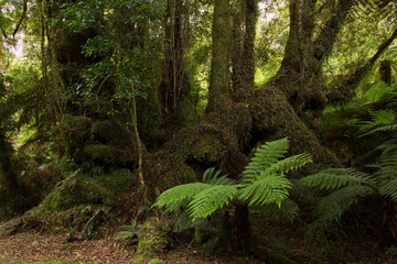 Monro Beach Walk in Mount Aspiring National Park,West Coast on South Island of New Zealand
