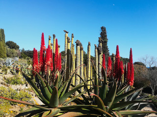 Kaktusy w ogrodzie botanicznym Jardí Botànic Tropical Paratge Pinya de Rosa