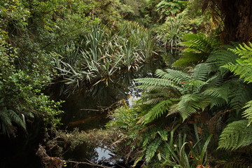 Vegetation at Lake Matheson on West Coast on South Island of New Zealand
