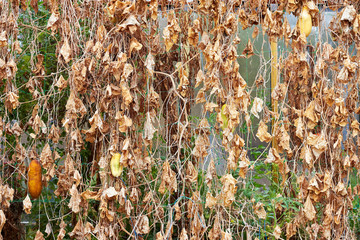 Sluggish dry cucumbers hang on dry branches of Cucumis sativus plant in the garden of rural yard. Dry leaves and stalks of cucumbers