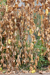Sluggish dry cucumbers hang on dry branches of Cucumis sativus plant in the garden of rural yard. Dry leaves and stalks of cucumbers