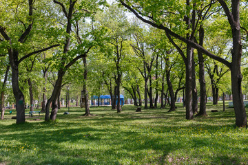 trees in the Park, view of the clearing in Sunny weather