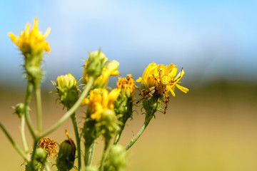 Male garden-spider is masked on a yellow flower