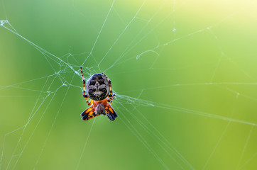 Female garden-spider sits in the center of its web